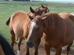 Horses in a Field by the Ocean Stock Footage