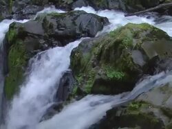 MS  PAN Shot of  waterfall in  rainforest /  Washington, United States  Stock Footage