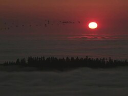 WS Shot of Geese migrating over fog and forest / Redwood National Park, California, United States Stock Footage