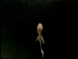 T/L - CU Barley grain germinating in soil Stock Footage