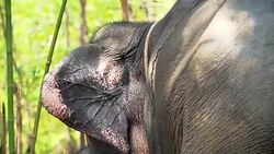 Focusing of movement of elephant ears. Stock Footage