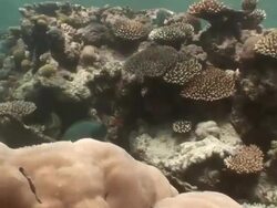 WS POV View of fishes swimming near by coral  AUDIO / Queensland, Australia Stock Footage