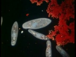 CU microscopic view of Paramecium Stock Footage