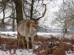 Fallow Deer feeding in the snow Stock Footage