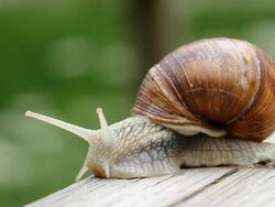 Snail macro HD Stock Footage