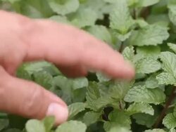 Herbal mint. Stock Footage