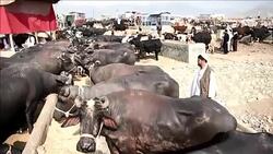CLEAN : Afghan livestock market ahead of Eid al Adha News Clip