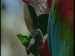BCU Low angle, Face of Scarlet macaw, South America Stock Footage