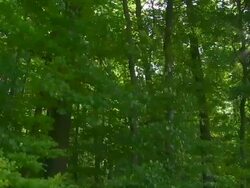 HD Forest in the Sunlight Tracking Shot Stock Footage