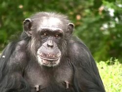 Old Chimp Stock Footage