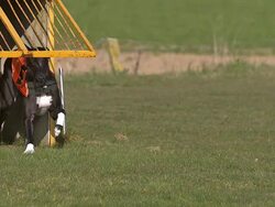 Greyhound Dog, Adult standing in Box and Running during Race, Slow motion. Stock Footage