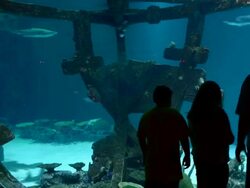 TIME LAPSE: Shark Reef Aquarium At Mandalay Bay Time Lapses Stock Footage