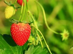 Strawberry Stock Footage