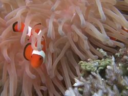 Ocellaris Clownfish (Amphiprion ocellaris) and anemone, close up, Southern Visayas, Philippines Stock Footage