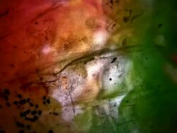 HD 1080i Abstract through compressed cob webs with red leaves Stock Footage