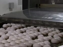 Close up of eggs on conveyor belt. Stock Footage