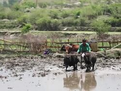 WS Farmers plowing in farm / Durma, Banke District, Nepal Stock Footage