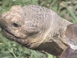 Large turtle 12 - HD 30F Stock Footage