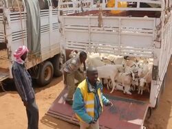 Unloading goats Stock Footage