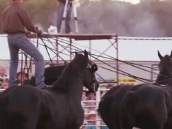A cowboy rides a team of six black horses around a rodeo ring - slow motion. Stock Footage