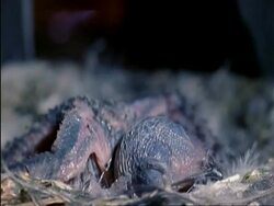 CU Swift chick, blind and featherless, in nest, UK Stock Footage