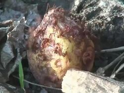 Red ants eating a fruit Stock Footage