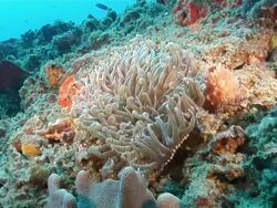 MS Shot of Various fish swimming around reef covered with coral and anemone with swaying tentacles / Sodwana Bay, KwaZulu Natal, South Africa Stock Footage