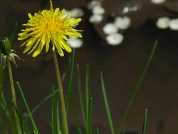 Puddle 005 1080p24 Stock Footage