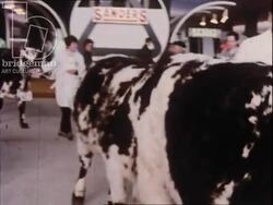 International Agriculture Show, Paris 1970s - cows, horses, sheep and pigs all in competition. Stock Footage