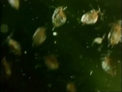 Daphnia, Water Fleas, UK Stock Footage