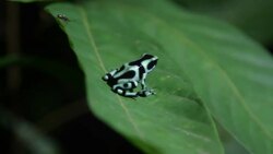 Costa Rica, nature and parks Stock Footage