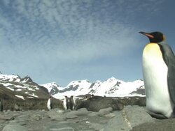 MS, King penguins (Aptenodytes patagonicus) and southern fur seals (Arctocephalus gazella) on rocky beach, mountains in background, South Georgia Island, Falkland Islands, British overseas territory Stock Footage