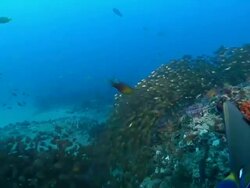 WS POV Shot of Slender sweeper school swimming between rocks covering with swaying seaweed and sponges / Matola, Maputo, Mozambique Stock Footage