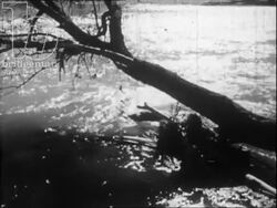 Irrigation and farming. New Mexico c.1950. Stock Footage