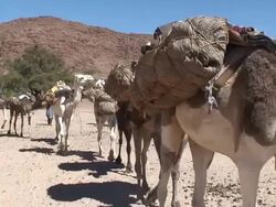 Niger, daily life in the oasis of the mountains of Air. Stock Footage