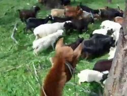 Shepperd herding goats and sheeps Stock Footage