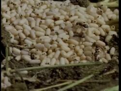 MCU Garden Ants (Lasius sp) moving pupa into nest Stock Footage