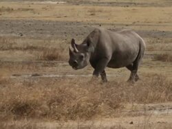 Black rhinoceros (Diceros bicornis) Stock Footage