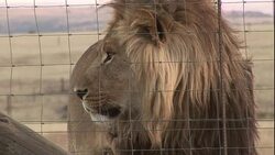 Lions stare at each other through a fence in South Africa. Stock Footage