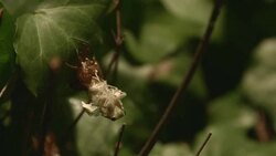 DCI4K, Newlyâ€emerged Cicada.(Real time : 7 of 15) Stock Footage