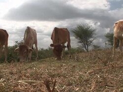 Low Angle static - Cows graze on grass in Ethiopia. / Ethiopia Stock Footage