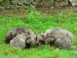 WS Four Cheetah cubs eating large piece of meat / Safari de Peaugres, France Stock Footage