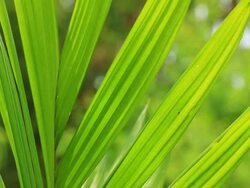Palm leaf Stock Footage