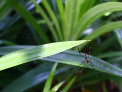 spider on web Stock Footage