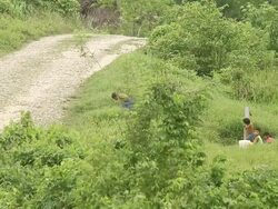 MS Shot of children playing on hill and one walks up with small dog in his arms at dirt road / aguacate, toledo, belize Stock Footage
