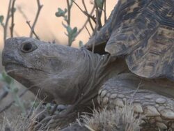 CU Shot of large tortoise face  / Central Kalahari Game Reserve, Botswana Stock Footage