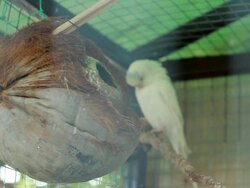 Green Budgie Stock Footage