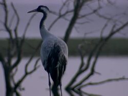 European Crane (Grus grus) looking around, North East Extremadura in Dehesa. Stock Footage