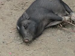 MS pig tied up and laying on ground / Xam Neua, Laos Stock Footage