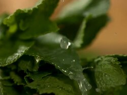 High speed water or oil drops on mint leaves Stock Footage